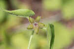 Trailing milkvine